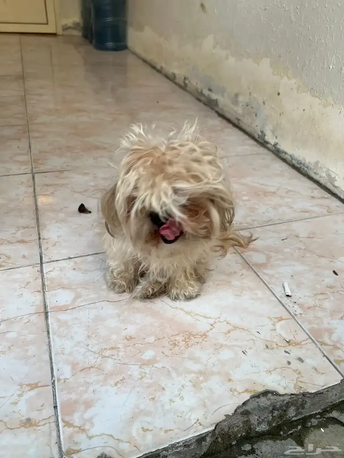 كلب مالتيز للبيع 1