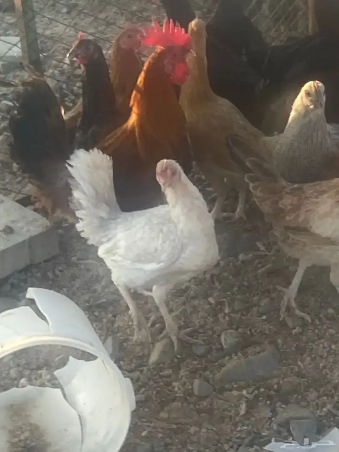 دجاج بلدي عدد 24 4 ديوك باقي دجاج بياض وصحه شرط 1