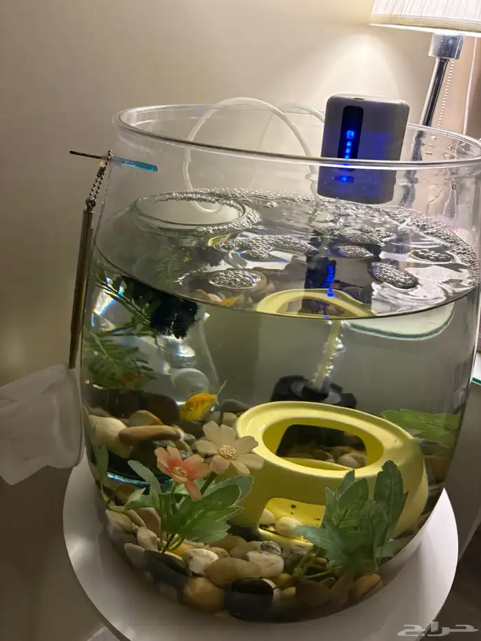 سمك زينه مع الحوض والاكل والمعقم 0