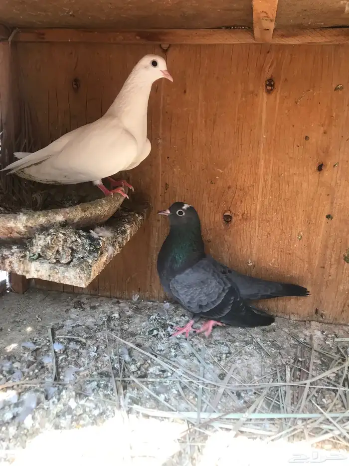 صنعاني اصيل شيبه 4