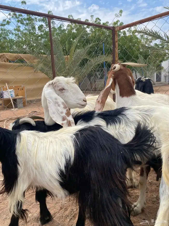 معزا هولنديات 1