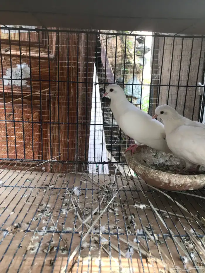 صنعاني اصيل شيبه 8