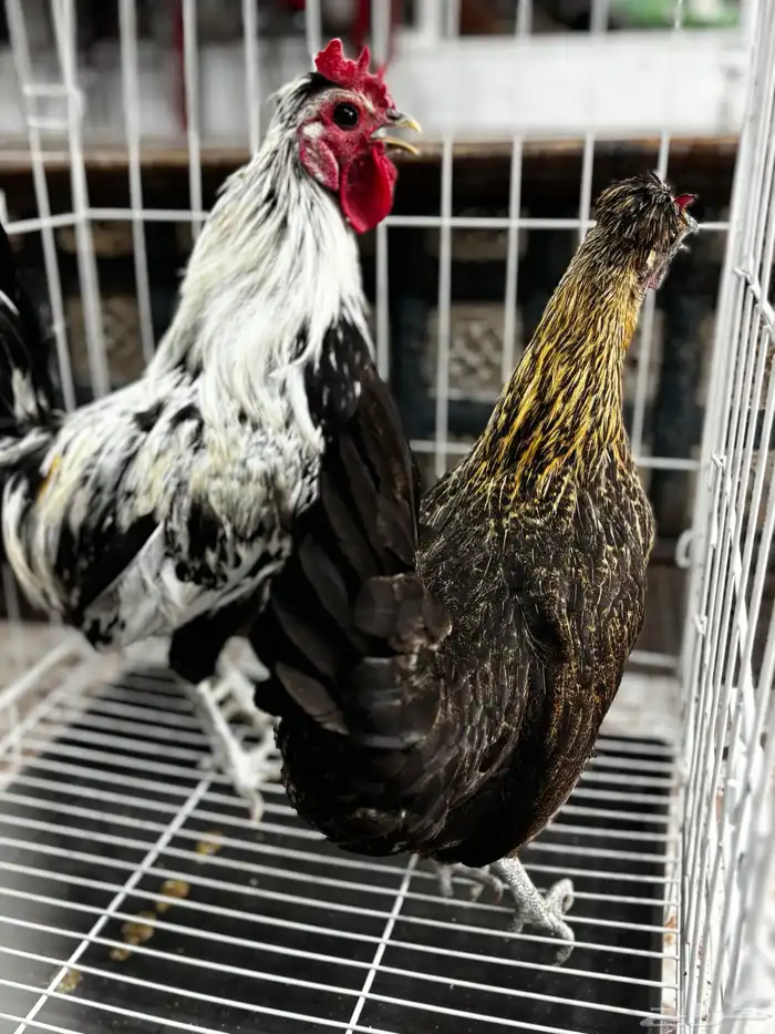 زوج دجاج كويتي من اهل هزاز 5