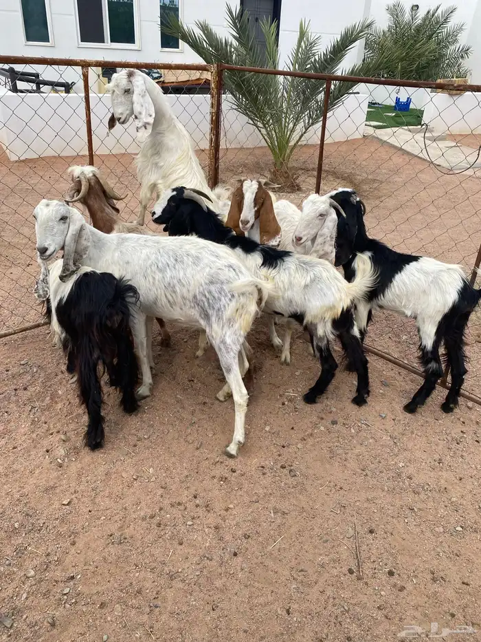 معزا هولنديات 2