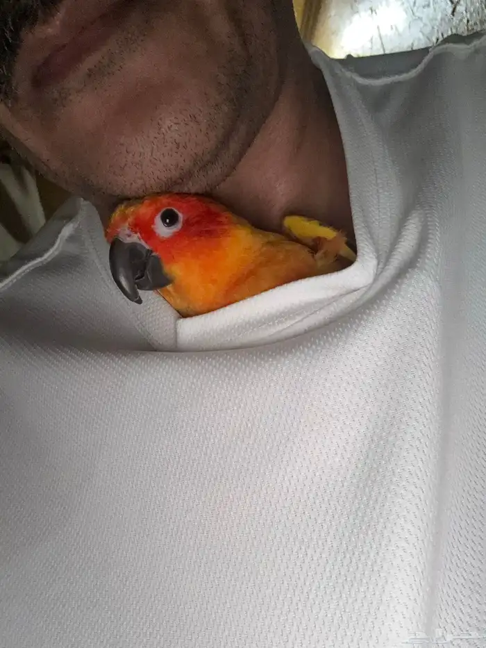 صن كنيور نشبة 0