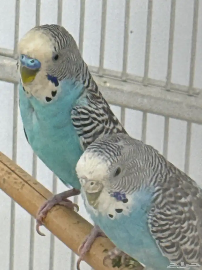 للبيع 6 اناثي وثلاثه ذكور تم البيع 3