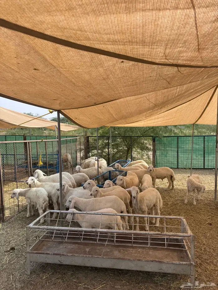 حلال ذبايح حريات 2