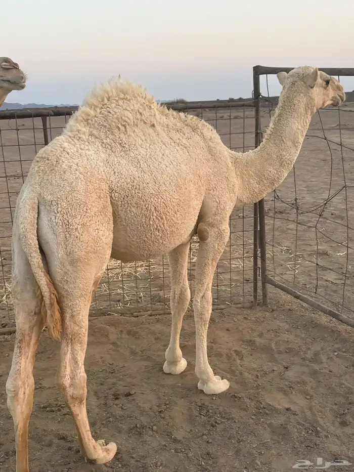 2قعدات طيبات شرط بريات. علفهن برسيم وشعير. ذمه وأمانه 0