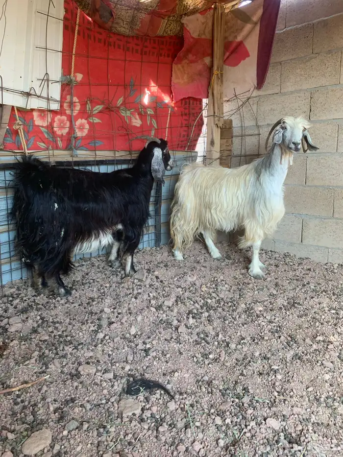 عنزين طيبات مضاريع فوق 3 شهر 1