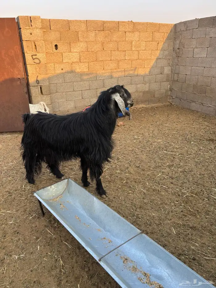 للبيع تيس فحل عارضي 0