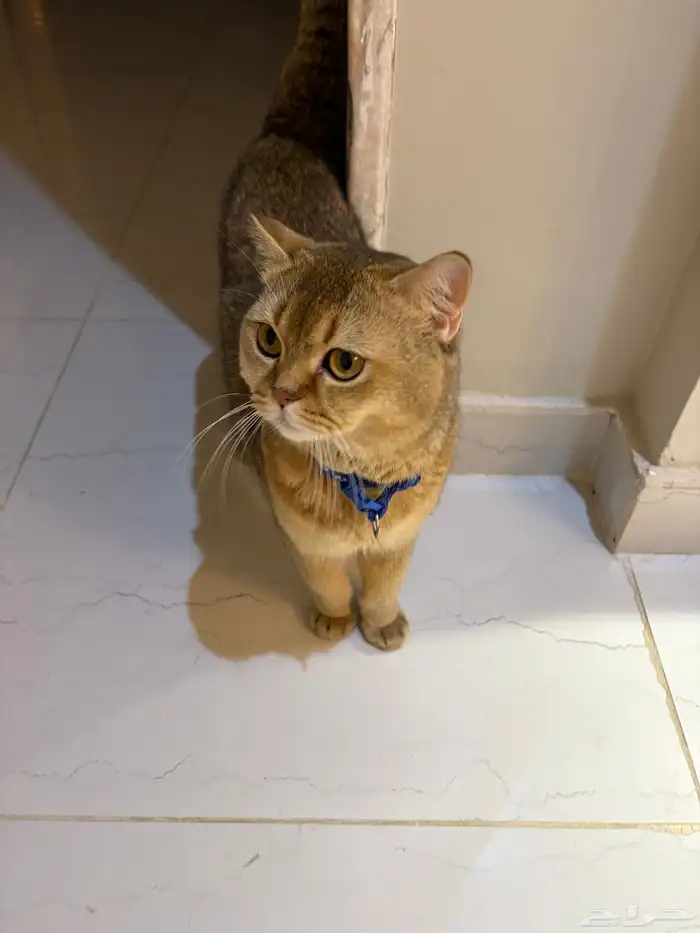 سكوتش ستريت 2