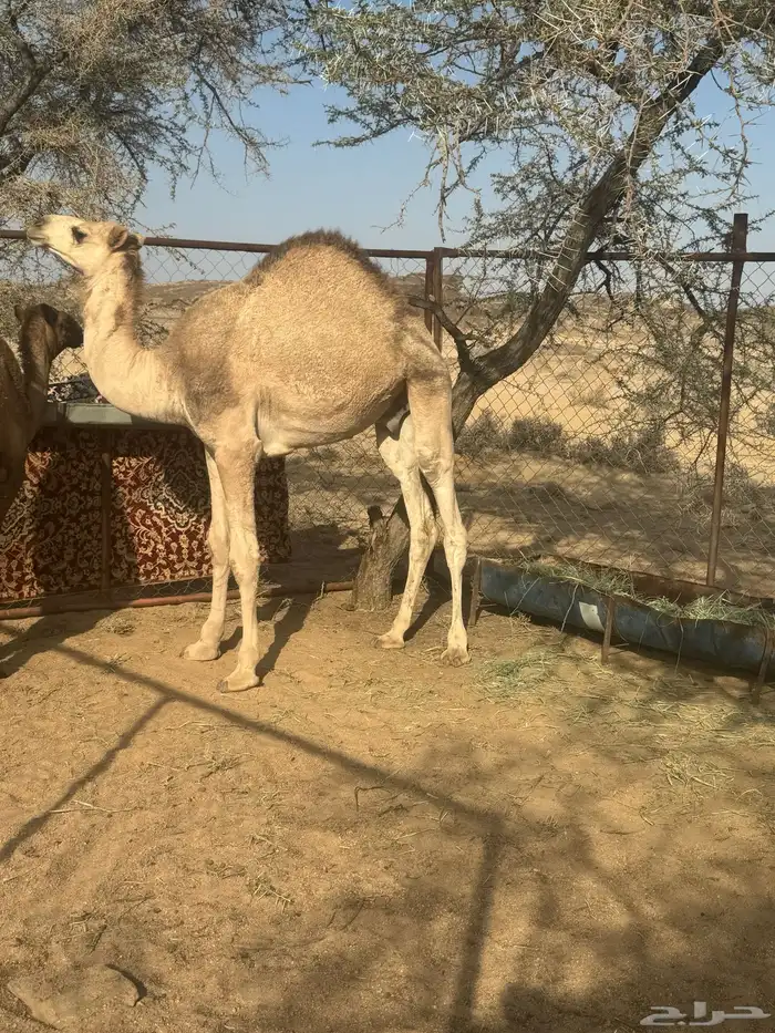 قعود فل شحم 0