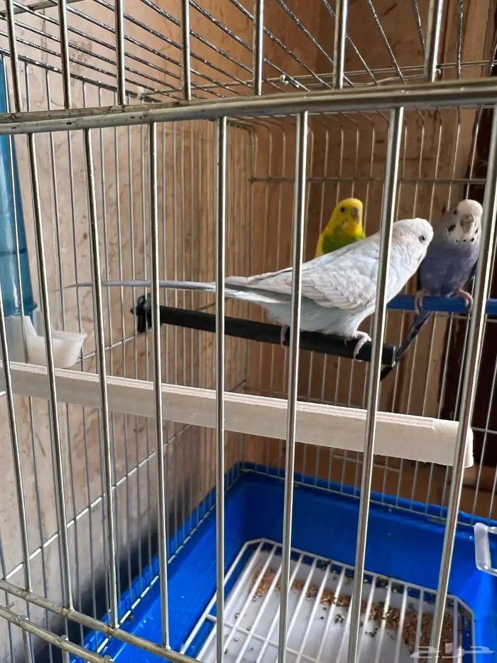 طيور الحب العدد 3 ( 1 ذكر - 2 انثى 4