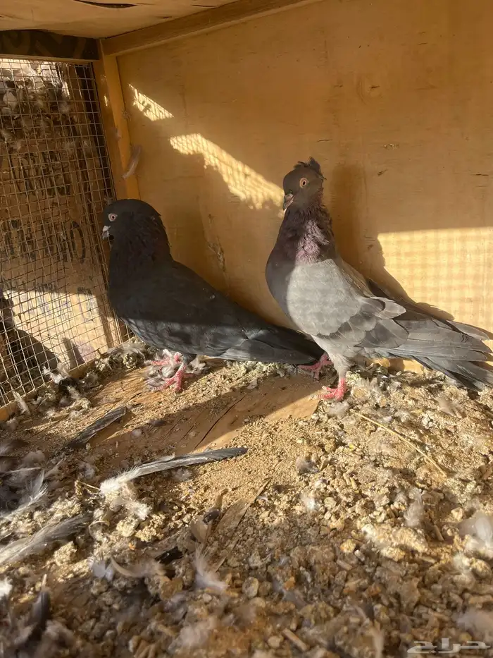 حمام قطايف أجواز وطبات 0