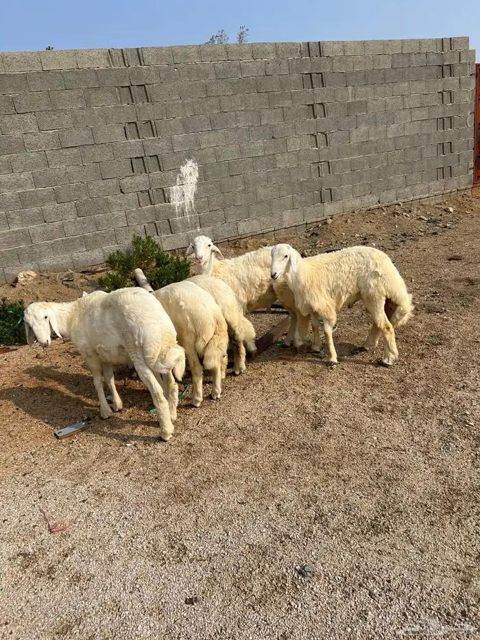 طليان حريه للبيع 2