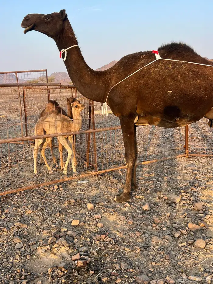 خلفه تملى السطل ب 11500 يبلاش 2