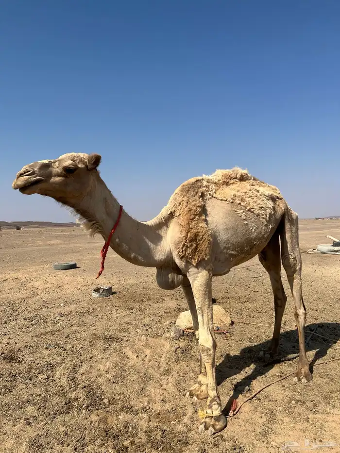 جمل طابع شرط 0