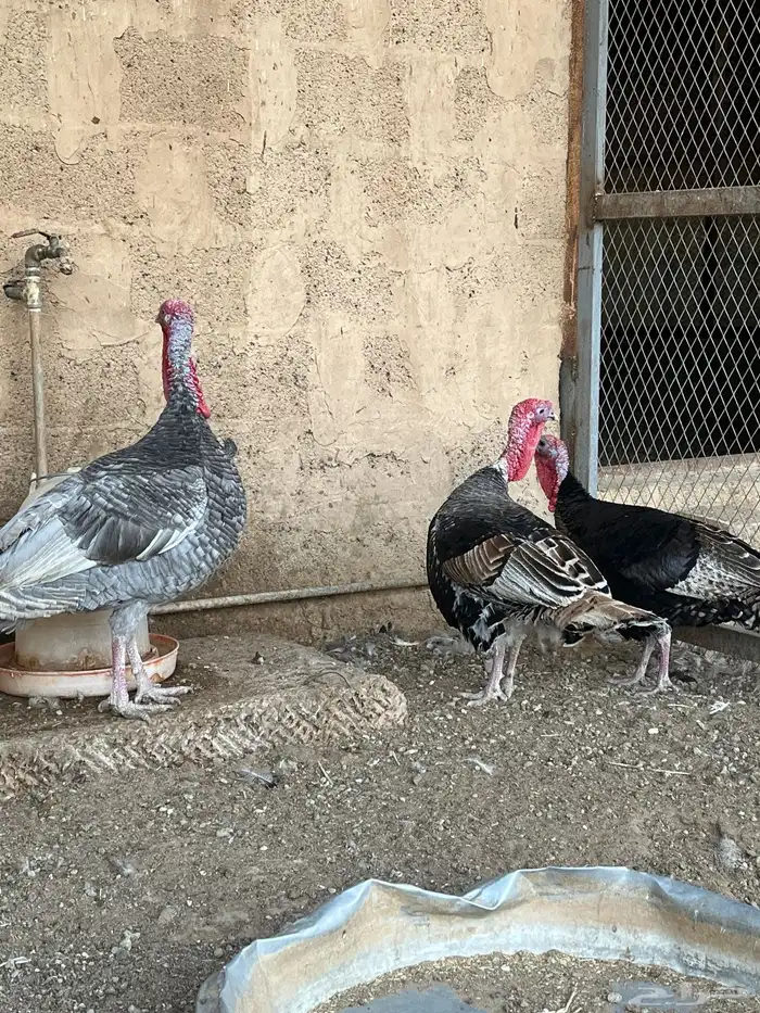 ديوك رومي للبيع 2