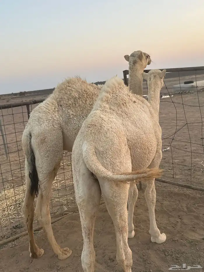 2قعدات طيبات شرط بريات. علفهن برسيم وشعير. ذمه وأمانه 1