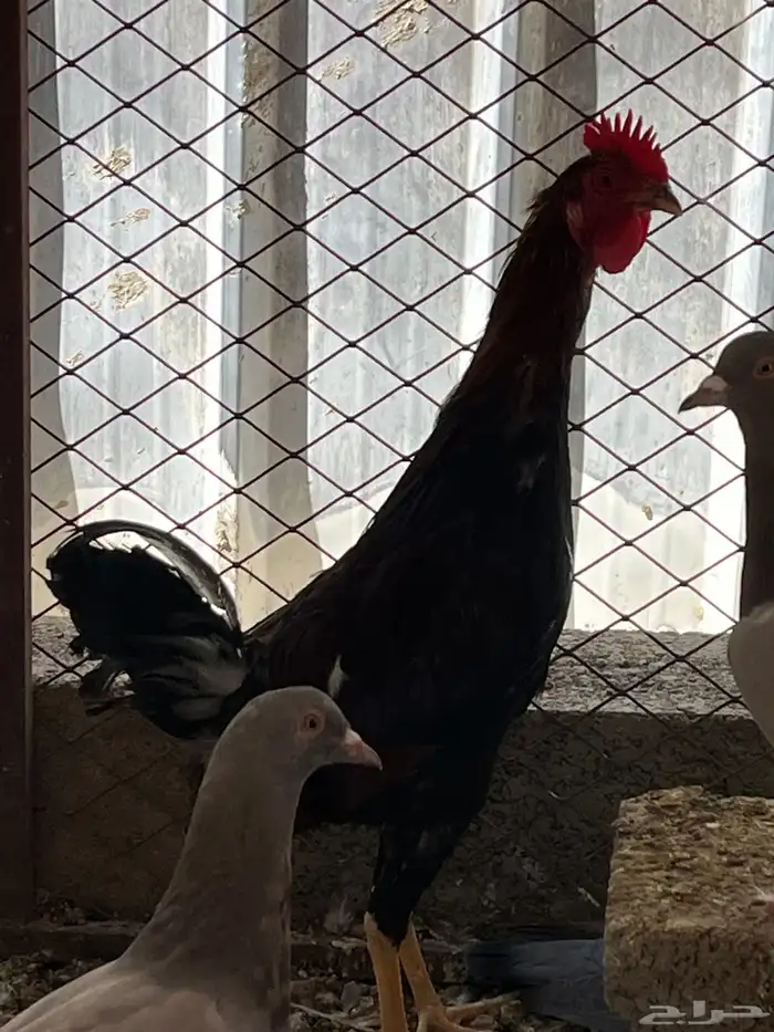 سلام عليكم اعرض لكم في دجاج 8