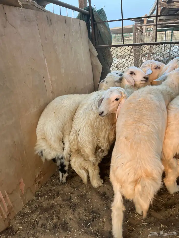 طليان حري فل شحم ولحم طائفي درجه أولى 1