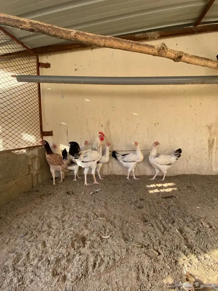 ما شاء الله تبارك الله 0