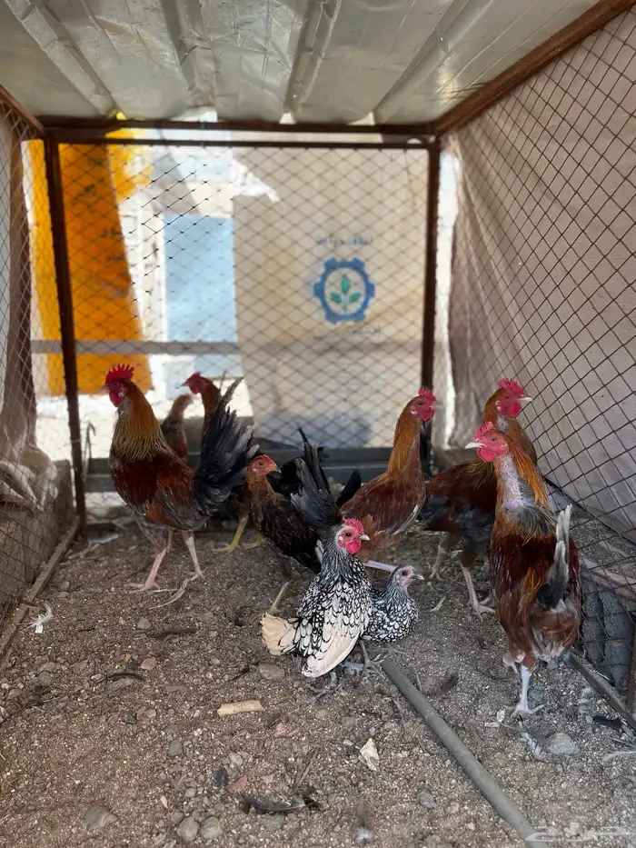 سلام عليكم اعرض لكم في دجاج 15