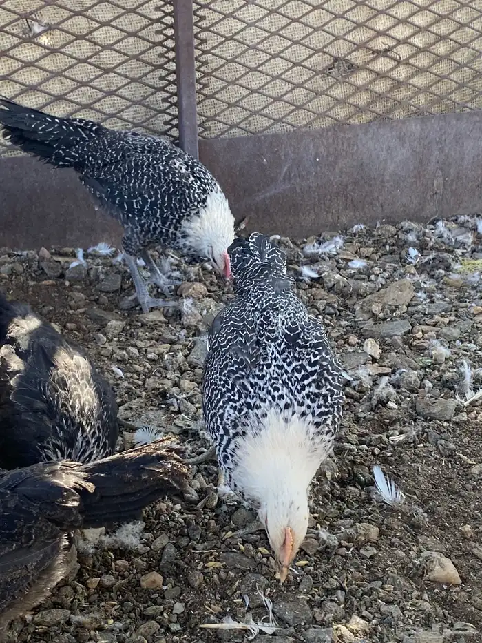 تم البيع الله يباركلك لرعيه 10