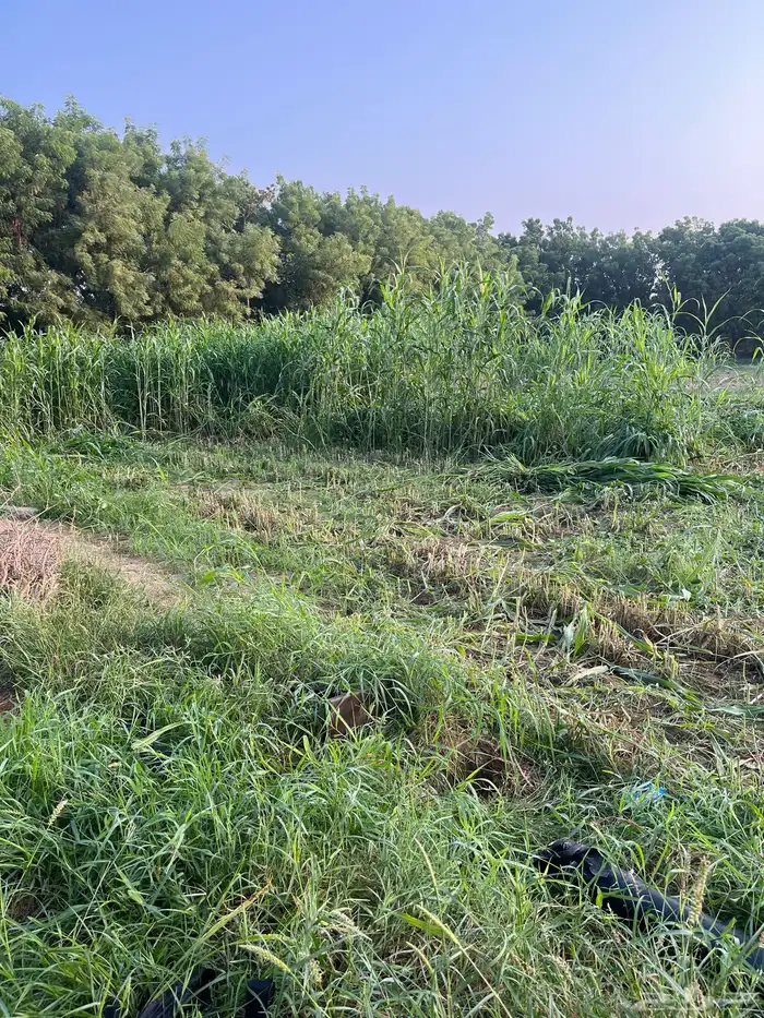 قصب للبيع اخضر 1