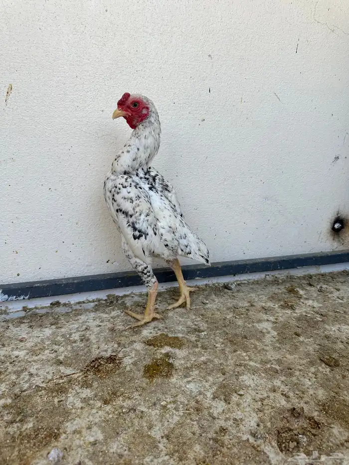 ديوك كوشامو 1