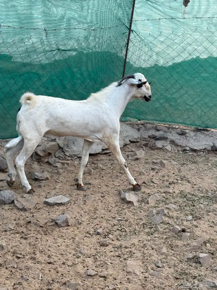 تيس بيشي فحل صنف الصنف 2