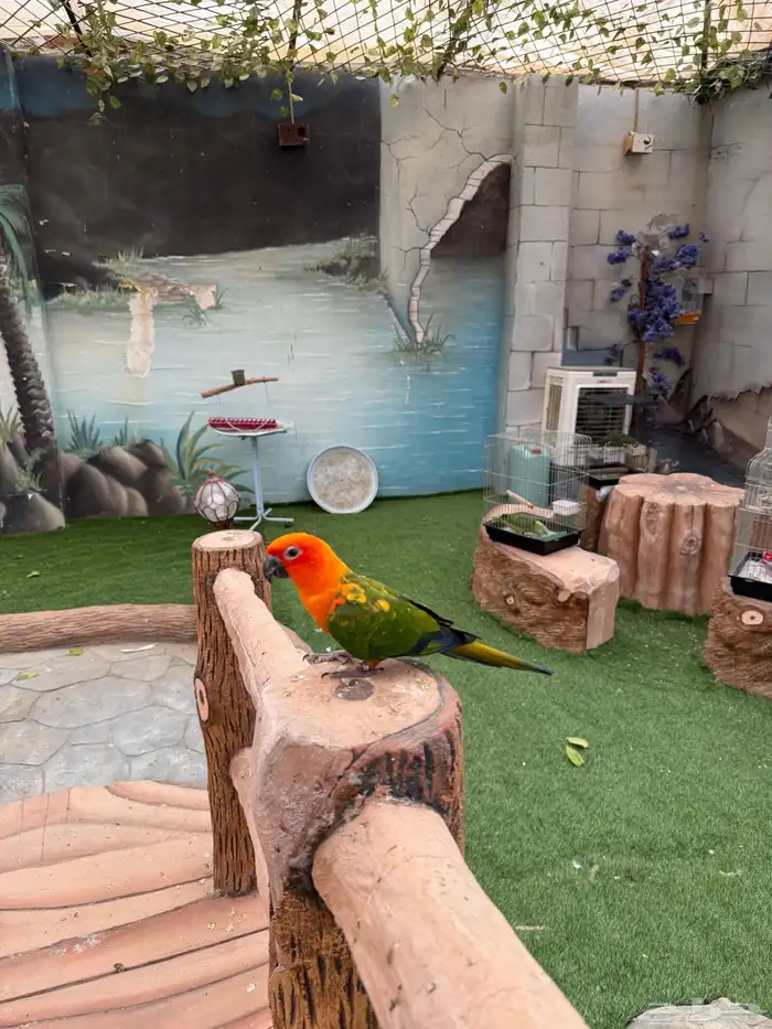 طيور للبيع 6