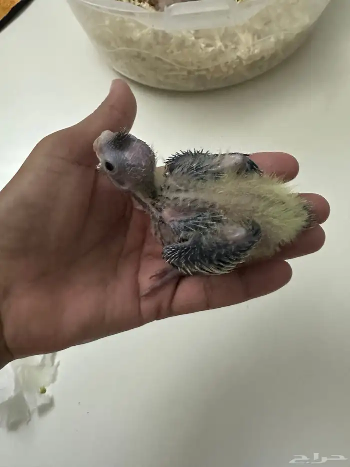 للبيع كروان غر ب 80 تم البيع 4