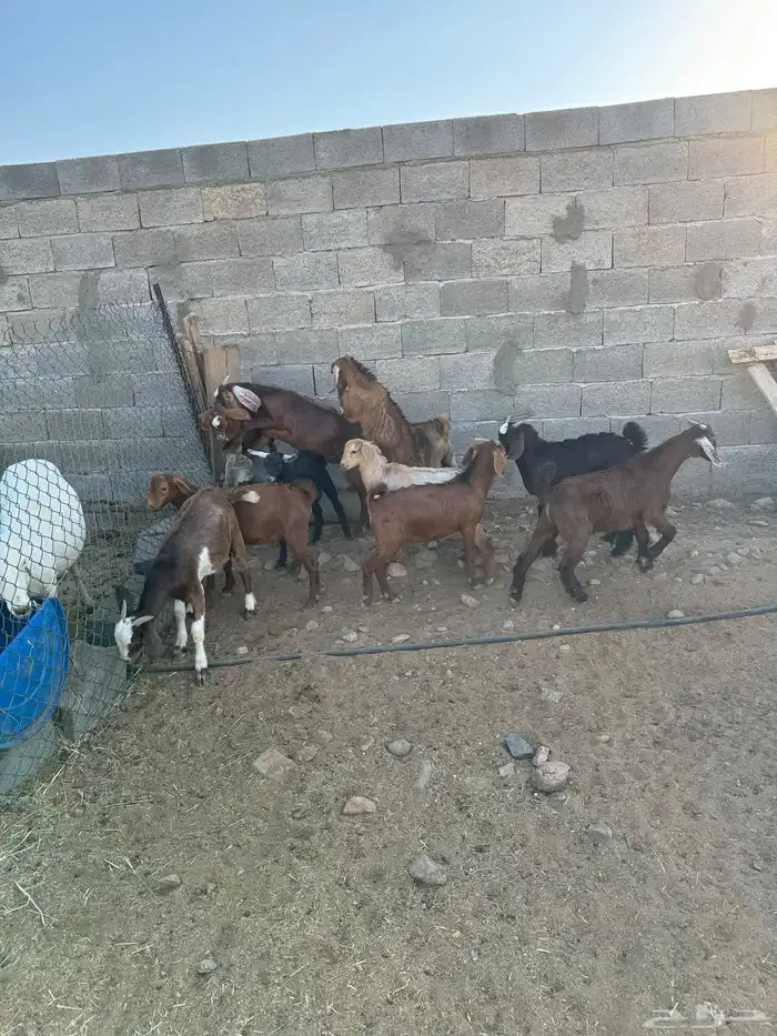 عرس كفو نظاف مشروط 0