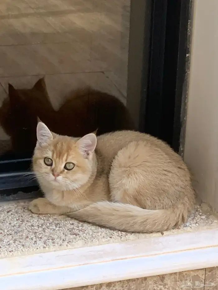 قطة سكوتش gold 1