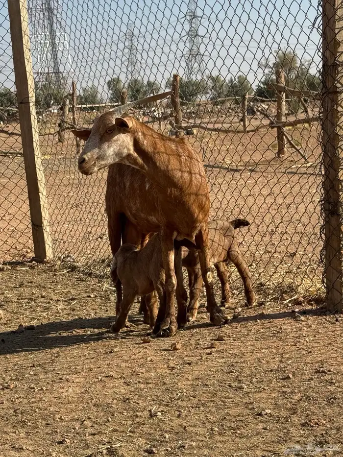 بيعت الله يبارك له عنز جنوبيه متوم 0