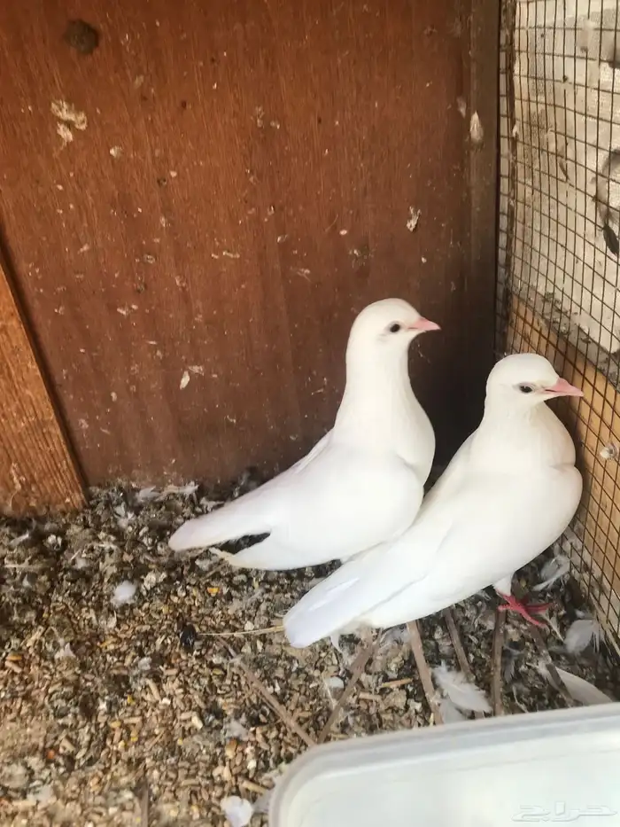 صنعاني اصيل شيبه 30