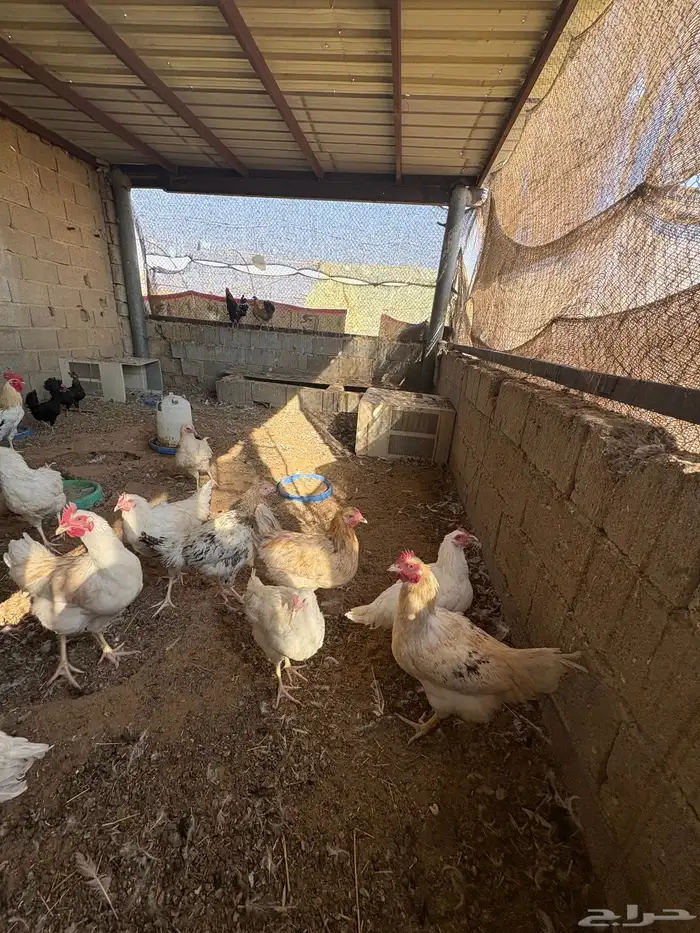 دجاج هولمان و بلدي 3