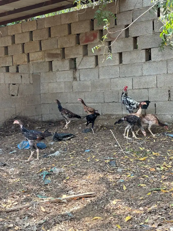 دجاج للبيع 1