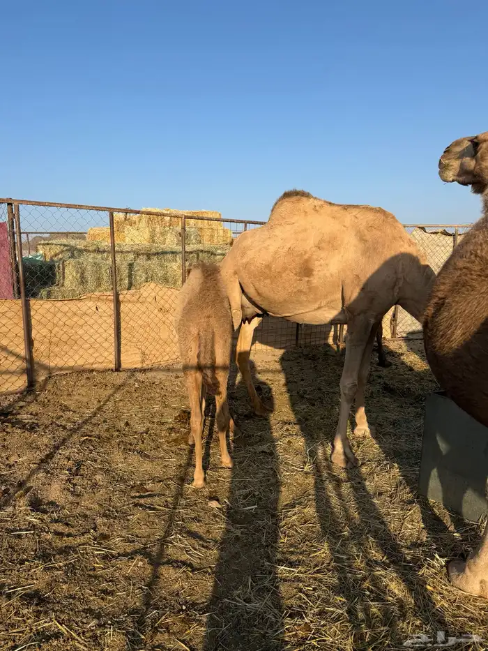 خلفه ام ثالث. تحتها بكره 5