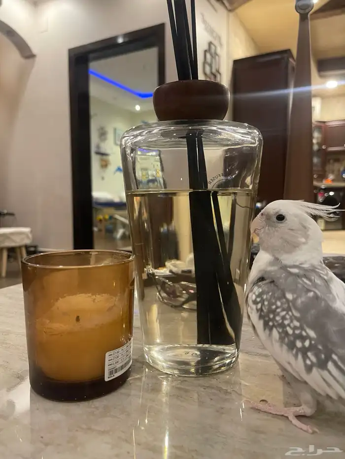 كروان ذكر أليف هدد 2