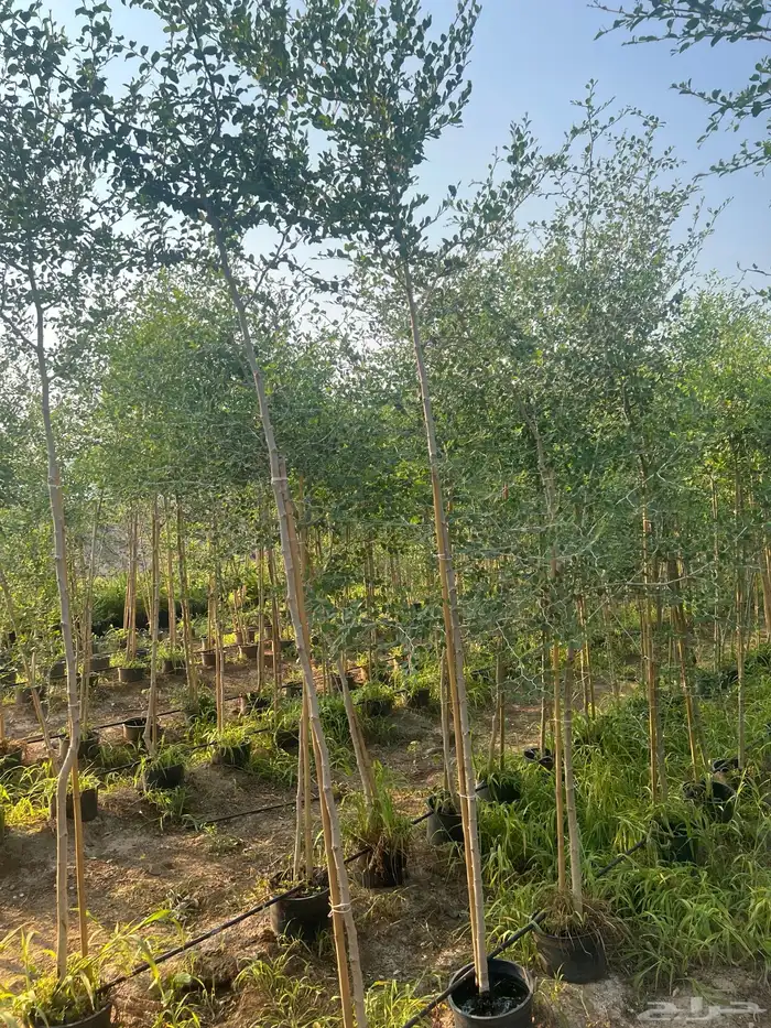 مشتل مؤسسة ميم للتشجير نيم لبخ باركنسونيا اكاسيا 6