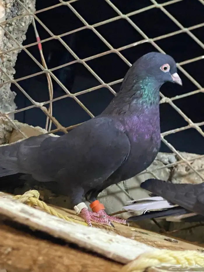 حمام قطايف 2