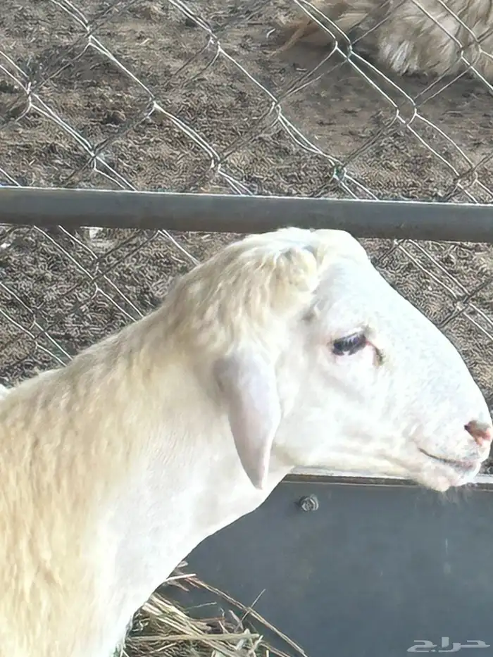 تم للبيع مشروع فحل رفيدي طريق الفطيحه 4