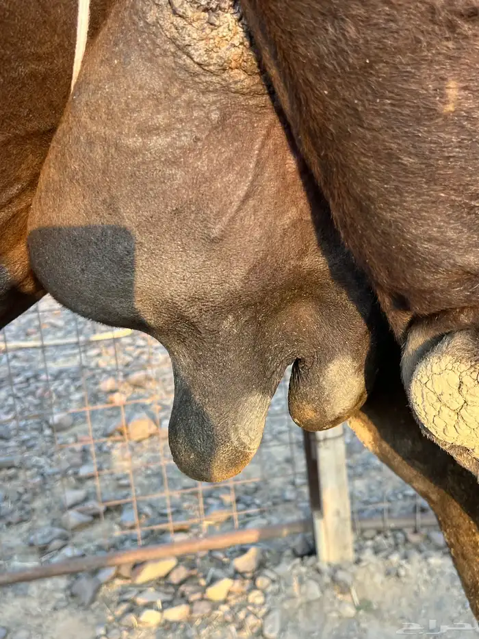 خلفه تملى السطل ب 11500 يبلاش 3