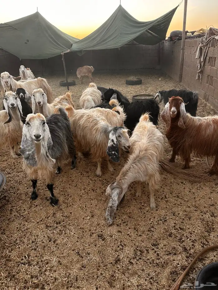 معزاء مراح للبيع 2