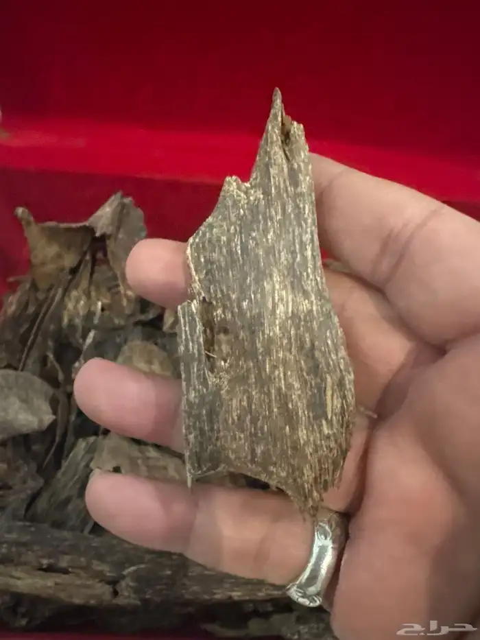 عود كاليمنتان بونتيانك (( غطاس )) اندر ووتر طبيعي 100   100 2