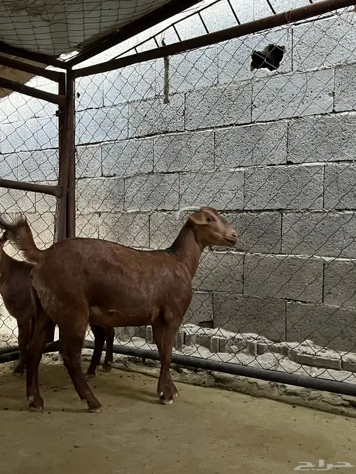 عناق للبيع 2