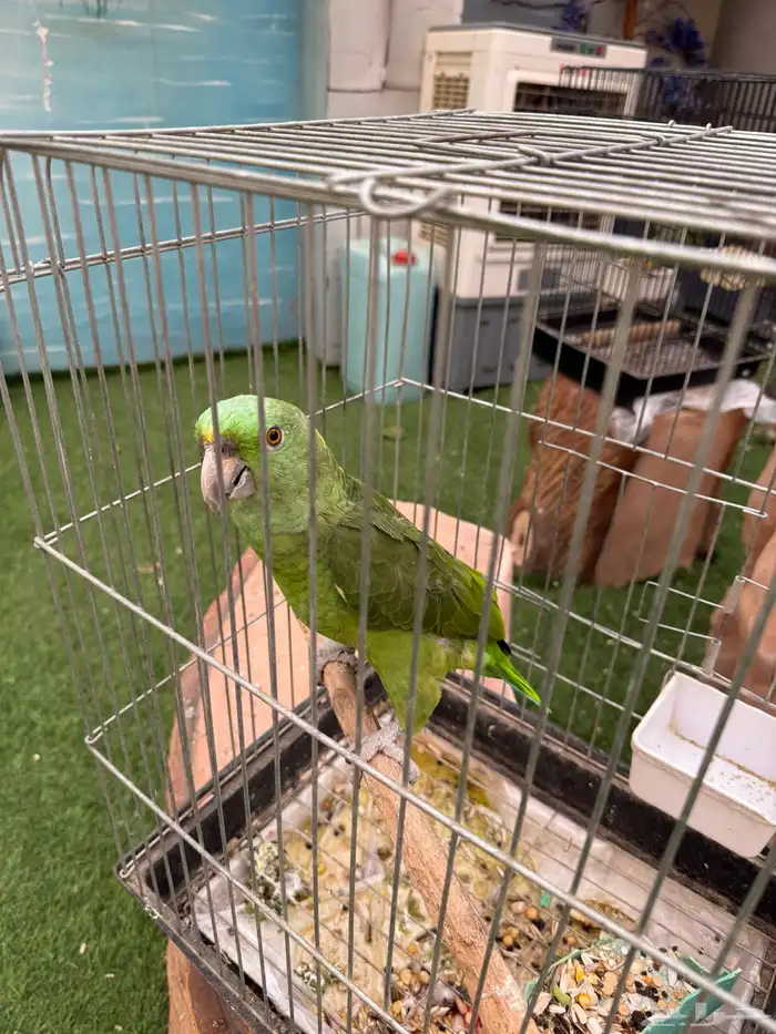 طيور للبيع 11