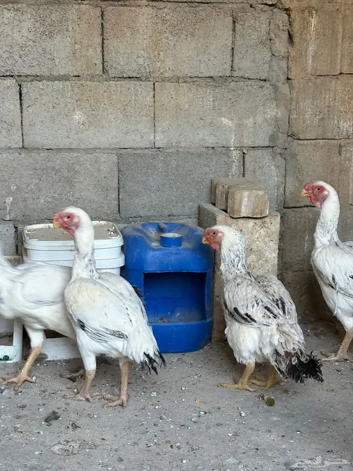 دجاج فارسي حجازي 2